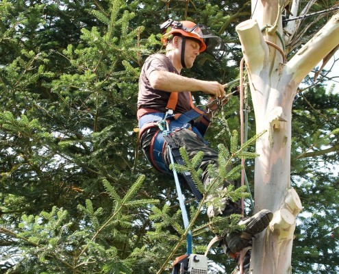 Baum fachmänisch fällen